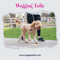 Meet The Dogs Who Make Pet Walks Go Viral